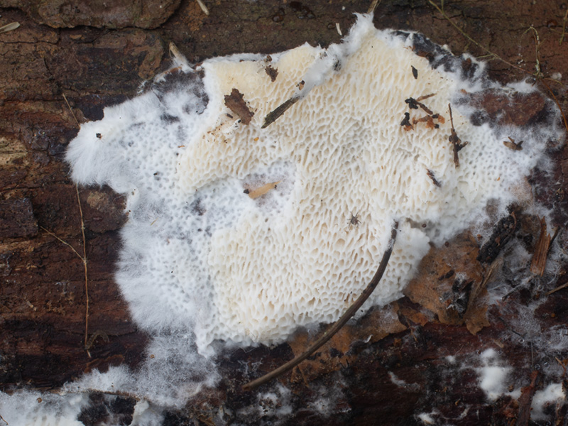 Antrodia vaillantii Antrodia vaillantii